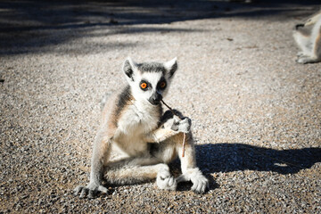 Lemur Kata is sitting on the floor and looking in the lens.