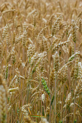 Grains on the field, redy for harvest, golden wheat in the sun. Fields full of cereals. Golden Ripe grain, Yellow, golden background. Landscape of fields full of grains