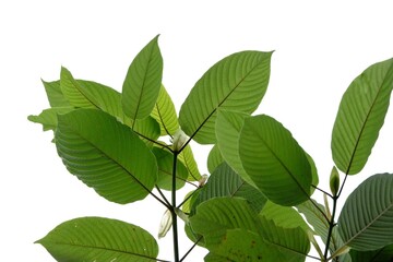 In selective focus a branch of Kratom leaves with sunlight on white isolated background for green...