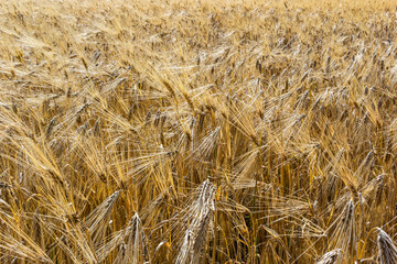 Grains on the field, redy for harvest, golden wheat in the sun. Fields full of cereals. Golden Ripe grain, Yellow, golden background. Landscape of fields full of grains