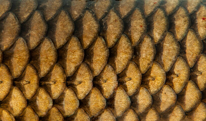 Fish scales close up. The skin of a fish as a background. © Vera