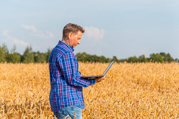 Naklejka na ściany i meble Farmer agronomist works with the laptop in a wheat field,analyzing the impact of the weather forecast on the harvest.Nice summer lanscape.