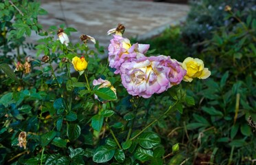 Pink and yellow roses grow in our garden