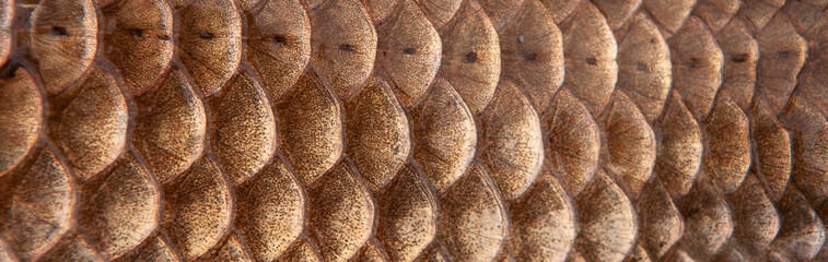 Fish scales close up. The skin of a fish as a background. © Vera