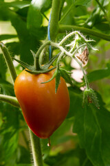 Ripe red and green tomatoes hanging on tomato tree in the garden