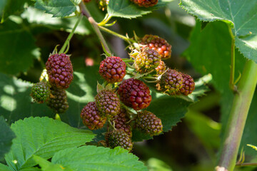 ripe and unripe blackberries on the bush with selective focus. Bunch of berries