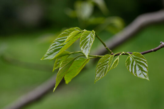 Close-up of fresh spring green leaves Hovenia dulcis, known as Japanese or Oriental Raisin tree