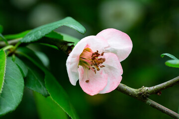 Close up many delicate white blossoms of white Chaenomeles japonica shrub
