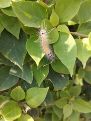 butterfly on a leaf