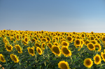 Obraz premium Beautiful sunflowers in the field natural background, Sunflower blooming