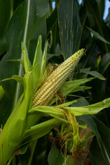 close up Corn field in the countryside, The larvae are not harvested, Many yong maize grown for harvest to sell to food factory