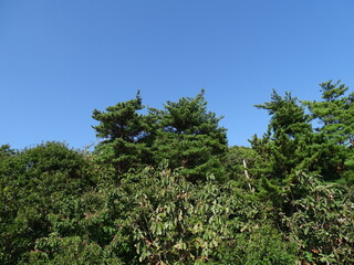 青空と森