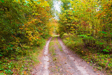 Obraz premium Autumn forest scenery road of fall leaves. Gold foliage. Footpath in scene autumn forest nature.Nice September day in colorful forest, maple autumn trees road fall empty way.