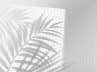 Palm leaves shadow background overlay. Vector tropical plant in window frame realistic template. Foliage shade on wall or floor with plant leaf, light effect for summer travel, beach, cosmetics promo