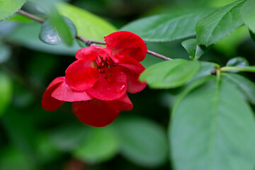 Fototapeta premium Closeup of flowering of Japanese quince or Chaenomeles japonica tree red flowers on a branch on a blurry background, spring and summer background