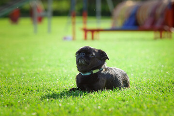 Dog is running in the grass. He is so crazy dog on trip.