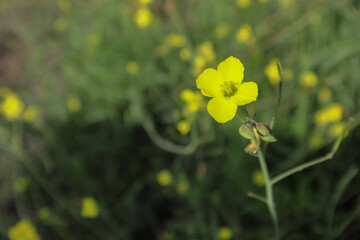 Selective focus of Arugula flower with bokeh background. Rucola (Eruca sativa) with yellow flowers