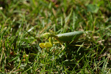 wild mantis religiosa on the grass