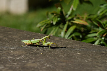 mantis religiosa on the ground