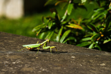 grasshopper on the grass