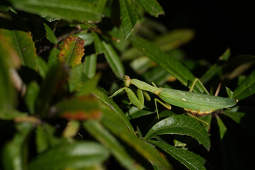 praying mantis on leaf