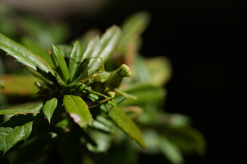 close up of a mantis religiosa