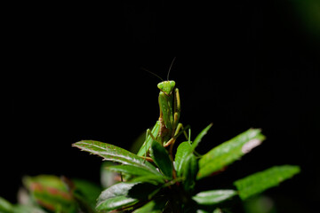 grasshopper on a branch