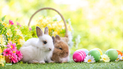 Lovely bunny easter fluffy new born baby white rabbit on colorful flowers and easter eggs on green garden nature background on warmimg day. Animal symbol of easter day festival.