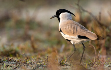River Lapwing