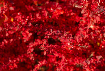 bright color barberry plant bush with red leaves on branch in autumn