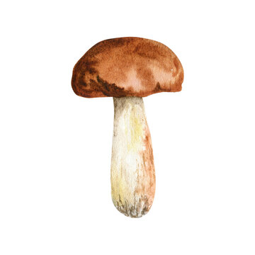 Forest autumn mushroom. Watercolor illustration isolated