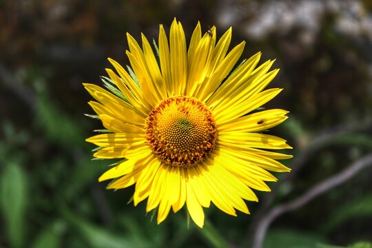 yellow flower of a sunflower