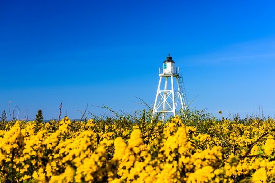 East Cote Lighthouse at Silloth with Yellow Gorse Flowers against a blue sky