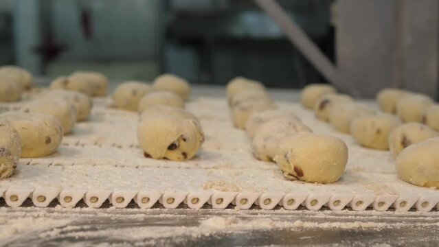 Raisin bread buns sprinkled with flower on a conveyor in a bakery factory