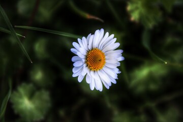 daisy flower