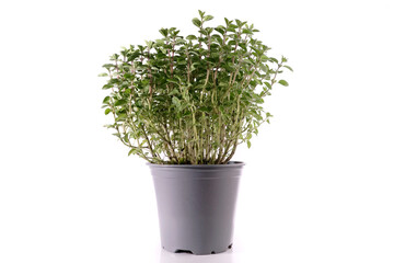 Oregano Herbs in a Flower Pot on white Background