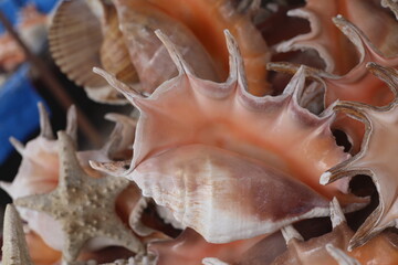 Obraz premium Collection of sea shells on blue background. Macro view of sea shells and seashells. Scenic set of shells. Beautiful sea shells and starfish on the street market. Sale of sea urchin and shells. 