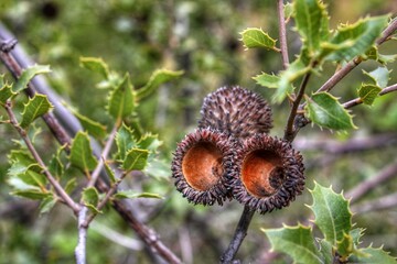 flower of a thistle
