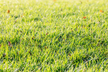 green grass texture and grass field