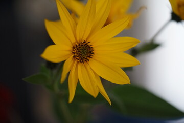 yellow flower in the garden,Jerusalem artichoke,, thanksgiving,