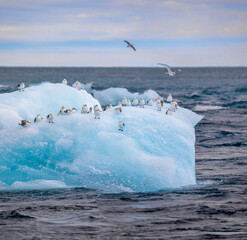 Drifting iceberg with sea gulls near glacier lagoon Jökulsarlon - iceland 