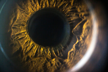 Human brown eye in macro