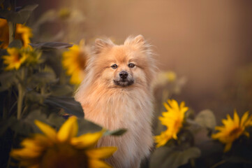 Portrait fluffy dog sunset sunflowers 