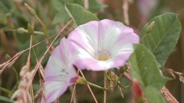 Closeup of field bindweed flowers blooming outdoors