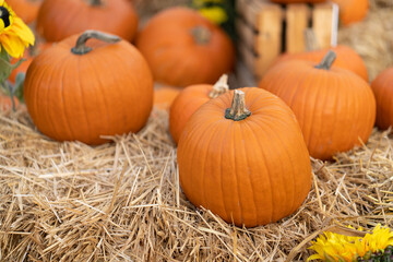 Pumpkins lie on straw bales near the box for harvesting and storing the harvest.
