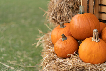 Pumpkins lie on straw bales near the box for harvesting and storing the harvest.