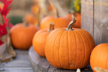 Pumpkin harvest. Seasonal autumn vegetables. Halloween decorations.