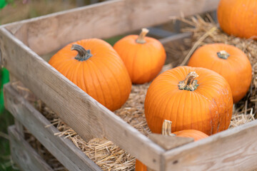 Plucked pumpkins in a wooden plank agricultural box for storing the harvest.