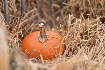 A pumpkin for Halloween is lying on a bale of straw. Harvesting vegetables.