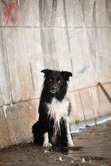 Border collie is sitting in city center. She is in center of Prague. She is so patient model.